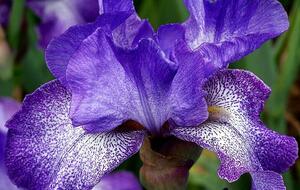 randonnée des Iris à Correns,