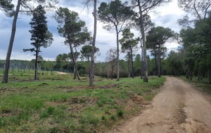 Lorgues bois de Sainte Foy